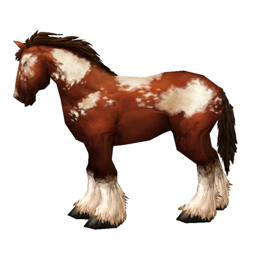 Pinto Horse