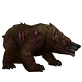 Diseased Dark Brown Bear